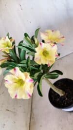 Planta Simples 2579 – 28cm – 02 anos - Imagem 5