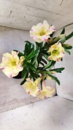 Planta Simples 2579 – 28cm – 02 anos - Imagem 6