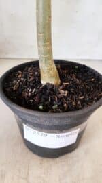 Planta Simples 2579 – 28cm – 02 anos - Imagem 9