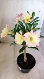 Planta Simples 2579 – 28cm – 02 anos - Imagem 8