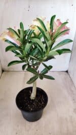 Planta Simples 2579 – 28cm – 02 anos - Imagem 7