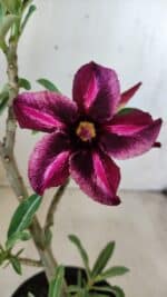 Planta Simples 2580 – 30cm – 02 anos