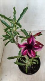 Planta Simples 2580 – 30cm – 02 anos - Imagem 7