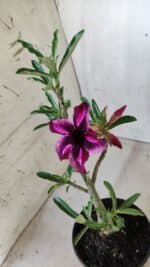 Planta Simples 2580 – 30cm – 02 anos - Imagem 4