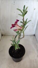 Planta Simples 2580 – 30cm – 02 anos - Imagem 6