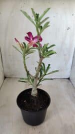 Planta Simples 2580 – 30cm – 02 anos - Imagem 5