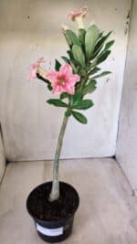 Planta Simples 2581 – 30cm – 02 anos - Imagem 2