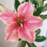 Planta Simples 2581 – 30cm – 02 anos