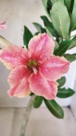 Planta Simples 2581 – 30cm – 02 anos