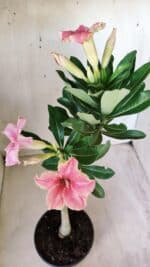 Planta Simples 2581 – 30cm – 02 anos - Imagem 4