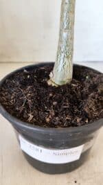 Planta Simples 2581 – 30cm – 02 anos - Imagem 6