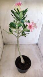 Planta Simples 2581 – 30cm – 02 anos - Imagem 5