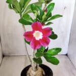 Planta Simples 2582 – 35cm – 03 anos