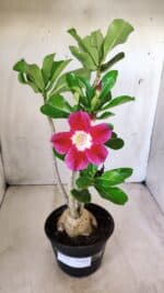 Planta Simples 2582 – 35cm – 03 anos