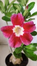 Planta Simples 2582 – 35cm – 03 anos - Imagem 3