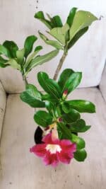 Planta Simples 2582 – 35cm – 03 anos - Imagem 7