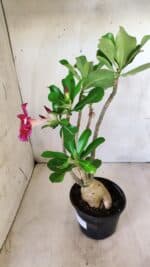 Planta Simples 2582 – 35cm – 03 anos - Imagem 5