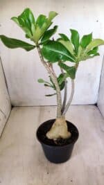 Planta Simples 2582 – 35cm – 03 anos - Imagem 4