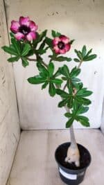 Planta Simples 2583 – 40cm – 03 anos - Imagem 2