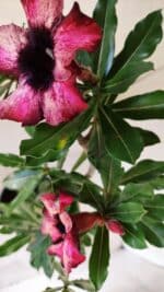 Planta Simples 2583 – 40cm – 03 anos - Imagem 7