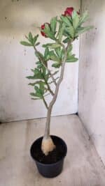 Planta Simples 2583 – 40cm – 03 anos - Imagem 6