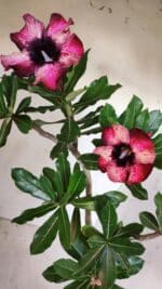 Planta Simples 2583 – 40cm – 03 anos - Imagem 5