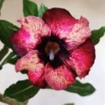 Planta Simples 2583 – 40cm – 03 anos