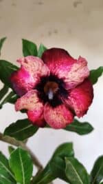 Planta Simples 2583 – 40cm – 03 anos