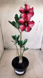 Planta Simples 2584 – 30cm – 02 anos - Imagem 2