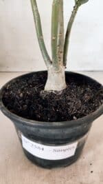 Planta Simples 2584 – 30cm – 02 anos - Imagem 7