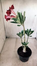 Planta Simples 2584 – 30cm – 02 anos - Imagem 5