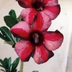 Planta Simples 2584 – 30cm – 02 anos