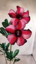 Planta Simples 2584 – 30cm – 02 anos