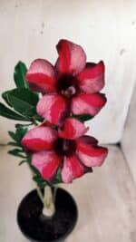 Planta Simples 2584 – 30cm – 02 anos - Imagem 4