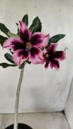 Planta Simples 2585 – 30cm – 02 anos - Imagem 2