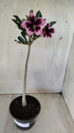 Planta Simples 2585 – 30cm – 02 anos - Imagem 6