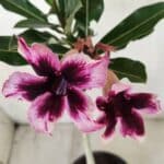 Planta Simples 2585 – 30cm – 02 anos