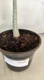 Planta Simples 2585 – 30cm – 02 anos - Imagem 5