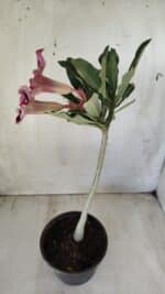 Planta Simples 2585 – 30cm – 02 anos - Imagem 4