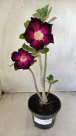 Planta Simples 2586 – 30cm – 02 anos - Imagem 2