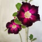 Planta Simples 2586 – 30cm – 02 anos