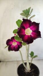 Planta Simples 2586 – 30cm – 02 anos