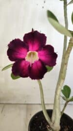 Planta Simples 2586 – 30cm – 02 anos - Imagem 6