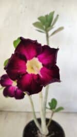 Planta Simples 2586 – 30cm – 02 anos - Imagem 4