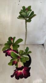 Planta Simples 2586 – 30cm – 02 anos - Imagem 9