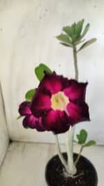 Planta Simples 2586 – 30cm – 02 anos - Imagem 5