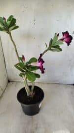 Planta Simples 2586 – 30cm – 02 anos - Imagem 8