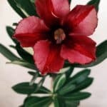 Planta Simples 2587 – 30cm – 02 anos