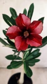 Planta Simples 2587 – 30cm – 02 anos