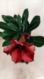 Planta Simples 2587 – 30cm – 02 anos - Imagem 5